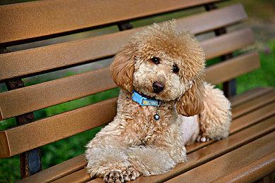 《三角洲行动》新干员疾风宣传片 红发美女身材超好